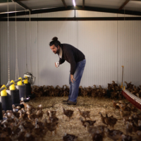 Visita a Poultree – uma quinta com galinhas pastoreadas